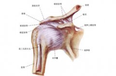 肩周炎